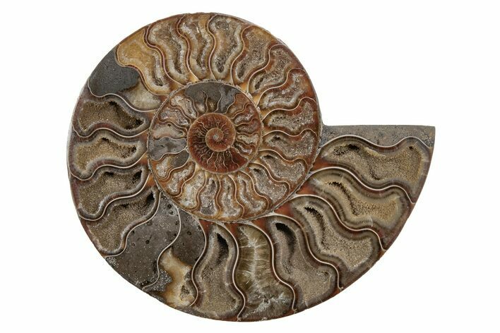 Cut & Polished Ammonite Fossil (Half) - Madagascar #212959